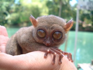 tarsier-pygmy